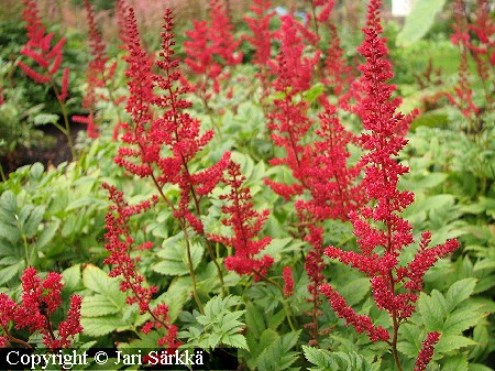 Astilbe Japonica-Ryhm� 'Red Sentinel'